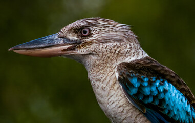 Blue-winged Kookaburra in Queensland Australia