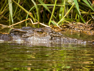 Estuarine Crocodile in Queensland Australia