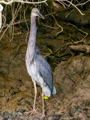 Great-billed Heron in Queensland Australia