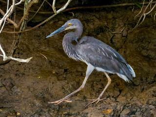 Great-billed Heron in Queensland Australia