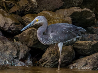 Great-billed Heron in Queensland Australia