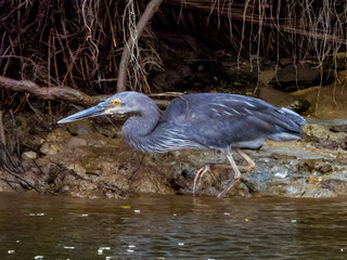 Great-billed Heron in Queensland Australia