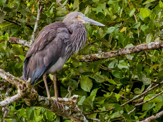 Great-billed Heron in Queensland Australia