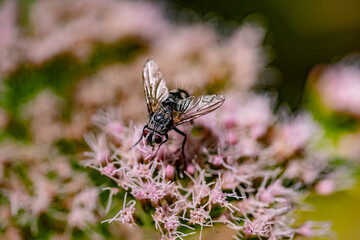 fly