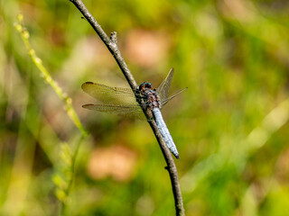 dragonfly