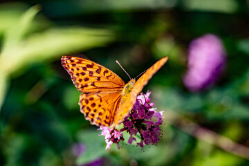 orange butterfly