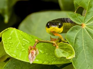 Green Tree Snake in Queensland Australia