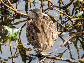 Grey Teal in Queensland Australia