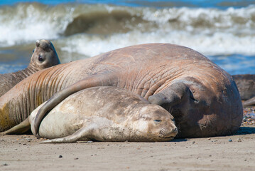 Elephant seal family, Peninsula Valdes, Patagonia, Argentina