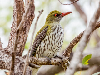 Olive-backed Oriole in Queensland Australia