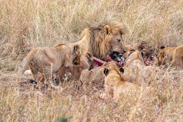 lion with cubs eating a zebra in the savannah of the masai mara in kenya
