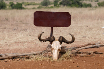 skull of an antelope under a sign in the savannah of the masai mara in kenya