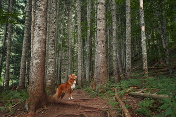 Naklejka na ściany i meble the dog stands in the forest among the trees. Nova Scotia duck tolling retriever in nature. Pet travel 