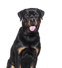 Head shot of a Rottweiler panting isolated on white