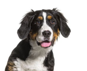 Head shot of a panting Bernese Mountain Dog, isolated on white