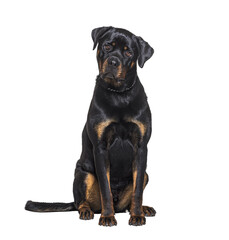 Sitting Rottweiler facing the camera, isolated on white