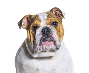 Fototapeta premium English Bulldog portrait in front of a white background