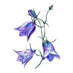 Fototapeta premium Watercolor blue bells. Meadow flowers botanical illustration isolated on white background. Greeting cards, wedding invitations, summer flyers, covers.