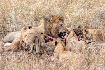 Lion with its young eating a zebra in the savannah of the masai mara in kenya