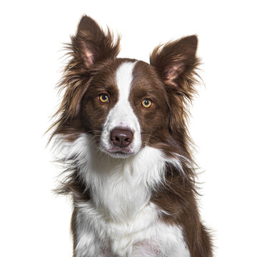 Head shot of a Brown and white Border collie isolated on white