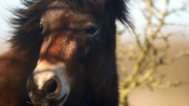 Closeup sunlit wild exmoor pony horse have rest standing in the middle of pasture in late autumn nature habitat in Milovice, Czech republic. Protected animals considered as horse ancestor