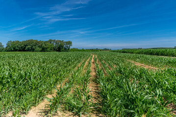 Fototapeta na wymiar Field of young corn plants on blue sky with trees in the background. Landscape of the Po Valley countryside in the province of Cuneo, Italy.