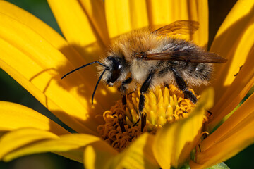 Ackerhummel