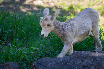 子どものオオツノヒツジ