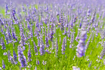 Close-up of organic lavender flowers with a bee on a lavender farm