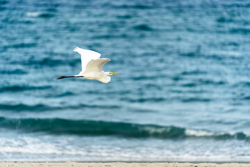 seagull on the beach