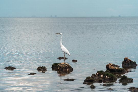 Heron 