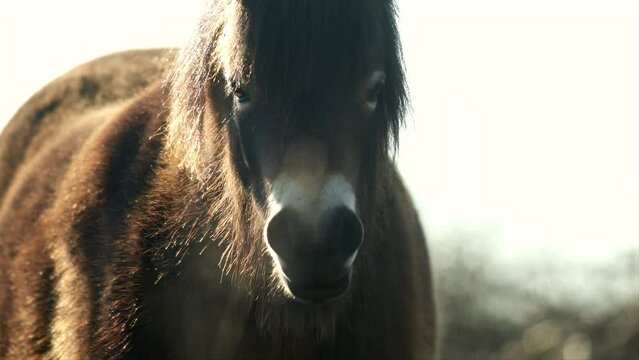 Closeup sunlit wild exmoor pony horse have rest standing in the middle of pasture in late autumn nature habitat in Milovice, Czech republic. Protected animals considered as horse ancestor