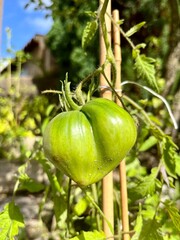 Tomate coeur de boeuf verte