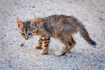 Street Cat, close portrait, wildlife animals