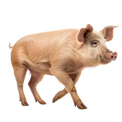 Swine, full body 3/4  view, PNG, food production, Pork-themed, isolated, and transparent photorealistic illustration. Generative ai