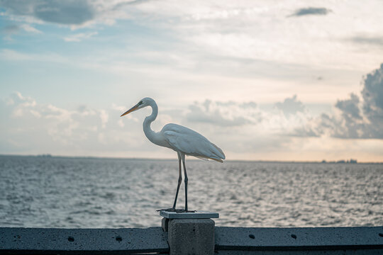 heron 
