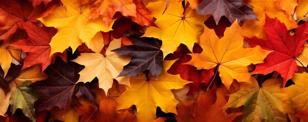 Naklejka na ściany i meble Red and Orange Autumn Leaves Background banner