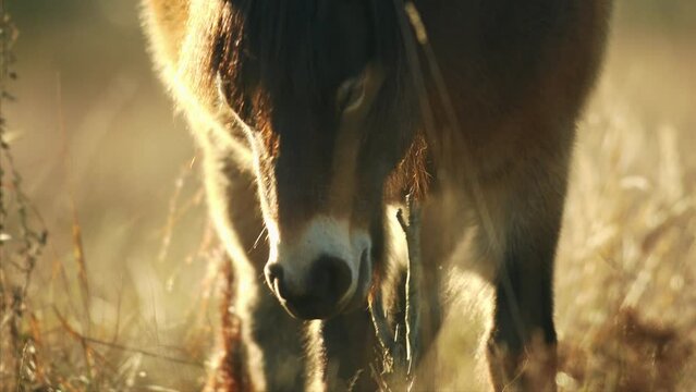 Closeup sunlit wild exmoor pony horse scratching by dry tree trunk in bush on the middle of pasture in late autumn nature habitat in Milovice, Czech republic. Protected animals considered as horse anc