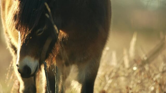 Closeup sunlit wild exmoor pony horse scratching by dry tree trunk in bush on the middle of pasture in late autumn nature habitat in Milovice, Czech republic. Protected animals considered as horse anc