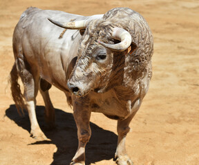 fighting bull with big horns in a traditional spectacle of bullfight in spain