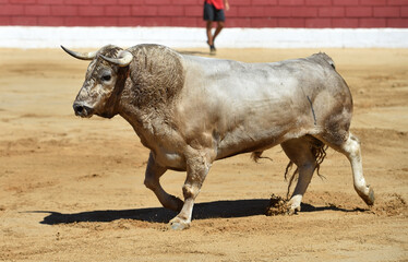 fighting bull with big horns in a traditional spectacle of bullfight in spain