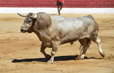 Foto auf Acrylglas Antireflex fighting bull with big horns in a traditional spectacle of bullfight in spain © alberto