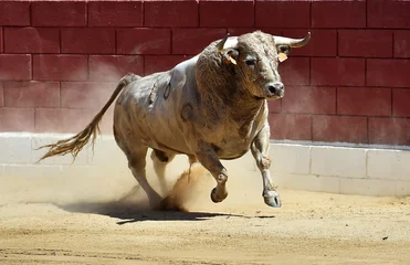 Schilderijen op glas fighting bull with big horns in a traditional spectacle of bullfight in spain © alberto