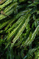 Alpine Water Fern (Blechnum penna-marina)