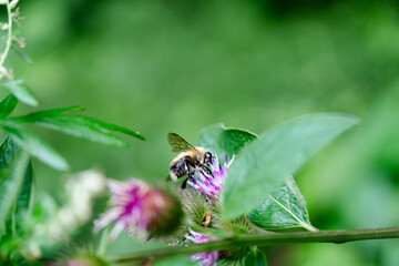 bee on a flower