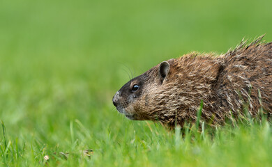 marmot