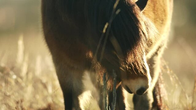 Closeup sunlit wild exmoor pony horse scratching by dry tree trunk in bush on the middle of pasture in late autumn nature habitat in Milovice, Czech republic. Protected animals considered as horse anc