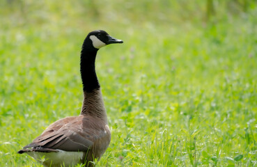 country goose on the grass