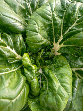 Top view of milk cabbage, bok choi or nai bai, as a background. Flat lay