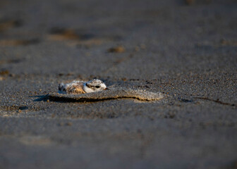 A baby Piping Plover hiding from predator seagulls after hearing warning calls made by its parent birds